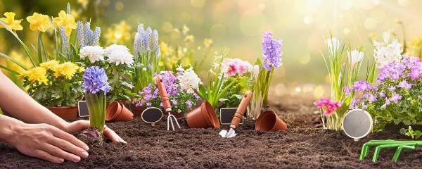 Saisonblumen